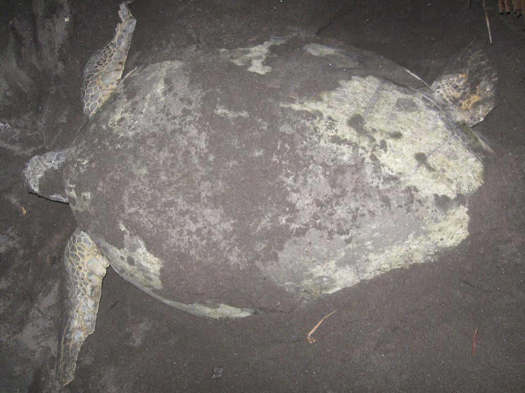 Cabinas Miss Miriam 2 Tortuguero Eksteriør bilde